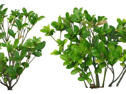 modern green plant shrub psd