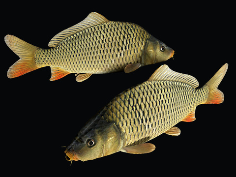 carp fish