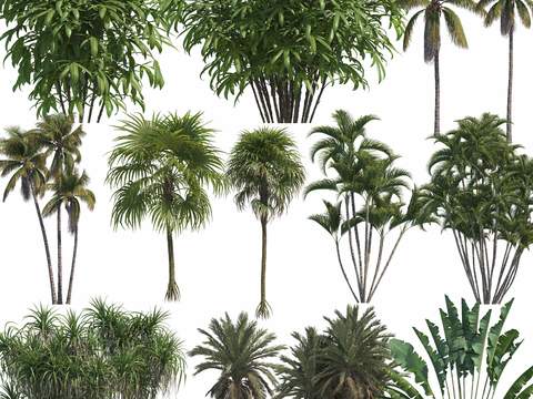 modern green plant tree coconut tree psd