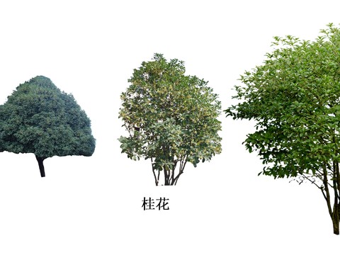 modern osmanthus tree wood landscape tree psd