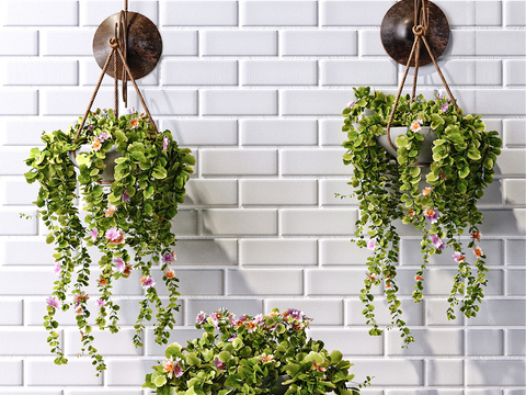 Modern Hanging Basket Green Plant Potted Plant