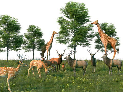 Sika deer elk giraffe