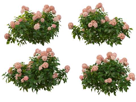 light pink hydrangea psd