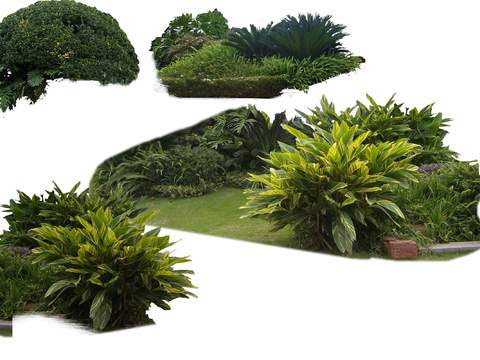 green plant bushes psd