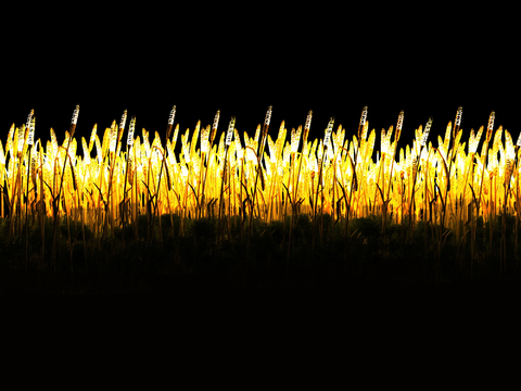 Modern glowing reed wheat ear