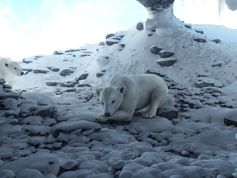 Modern polar bear animal landscape