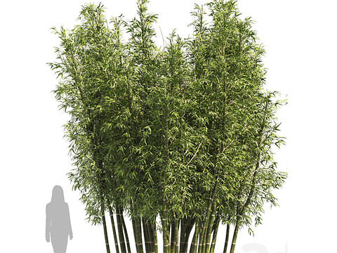 Modern bamboo forest free