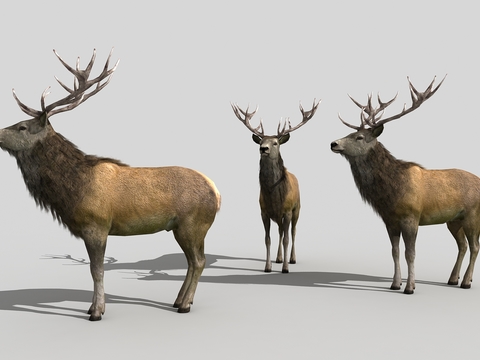 modern animal deer