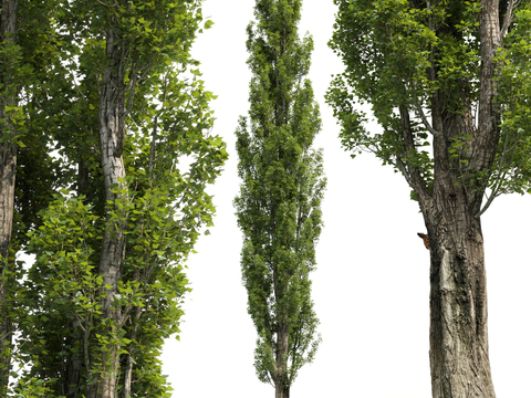 modern landscape tree poplar