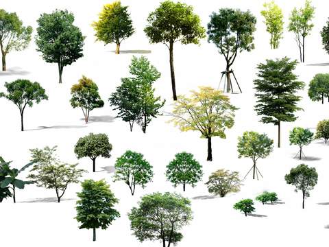 big trees trees landscape trees psd