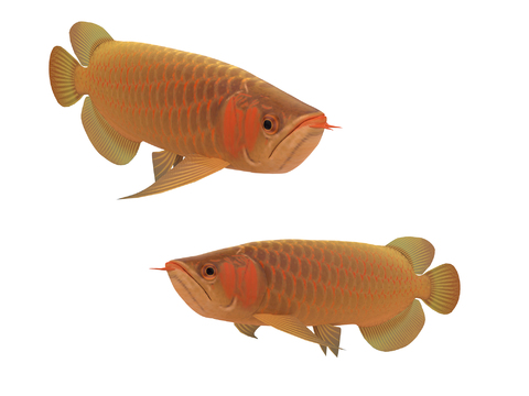 Modern Fish Goldfish