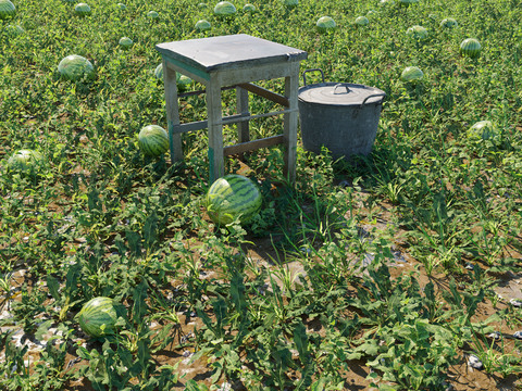 Modern Pastoral Watermelon Field