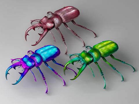 Colored beetle