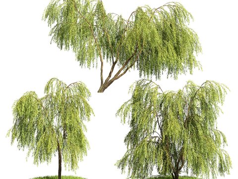 modern willow weeping willow