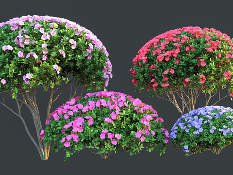 Shrubs Flowers Shrubs Flowers