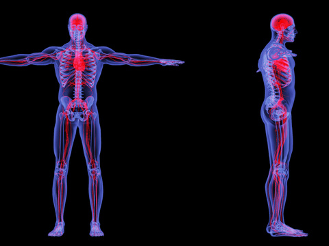 X-ray sample human circulatory system