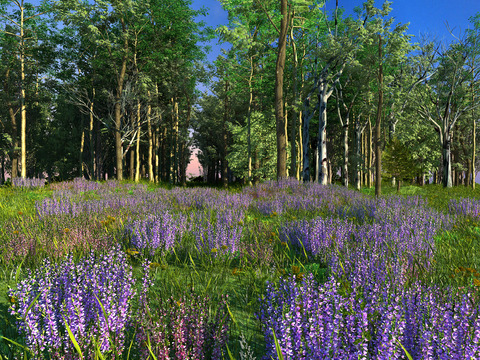 Modern Lavender Garden Landscape