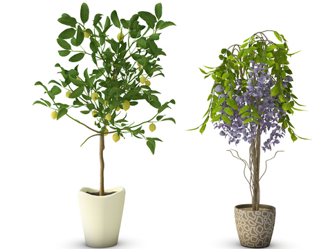 Modern plants potted free