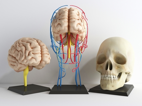 Modern medical model skull brain