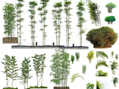 modern bamboo landscape tree psd