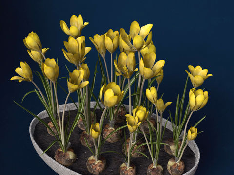 Modern Yellow Flower Potted Free