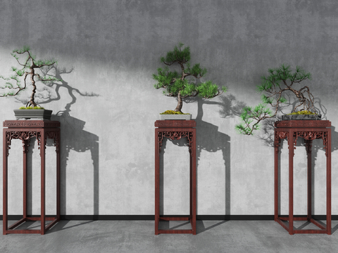 Chinese pine bonsai