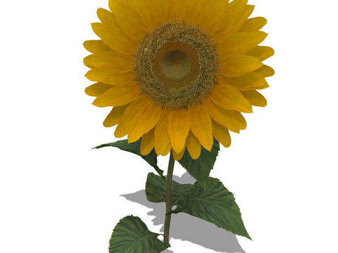 Modern Sunflower Free