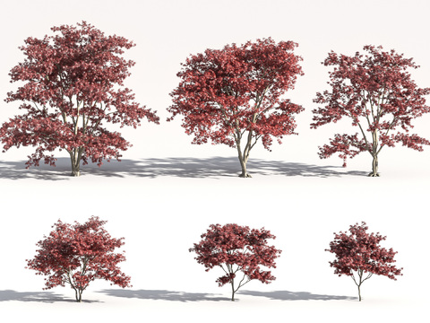 Modern red maple landscape tree