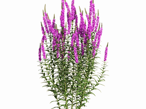 Modern Lavender Outdoor Green Plant