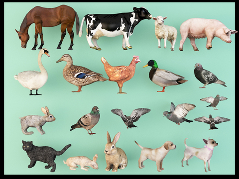 Poultry animals