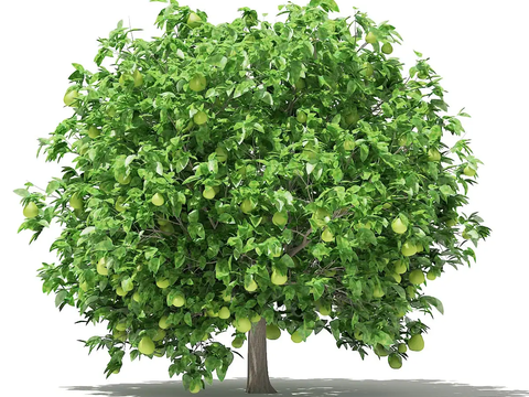 Modern fruit grapefruit tree free