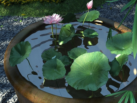 New Chinese Lotus Leaf Lotus Pond