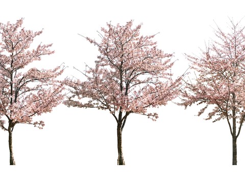 peach blossom tree big tree landscape tree psd