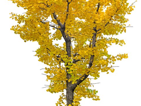 yellow leaf trees psd