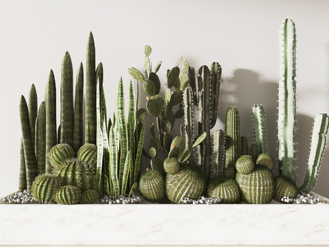 Cactus plant pile