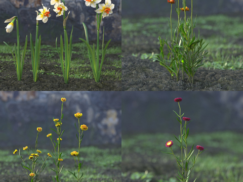 Daffodil wild chrysanthemum grass