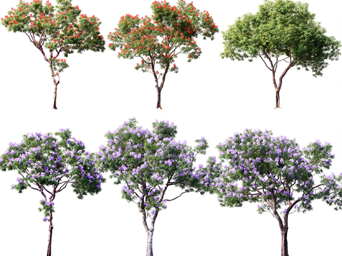 Modern Phoenix Wood Jacaranda