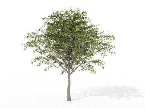 Modern Blackberry Tree Free