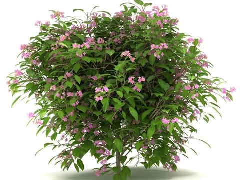 Modern Green Plant Shrub Free