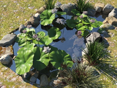 Ecological Fish Pond Pool Fish Pond