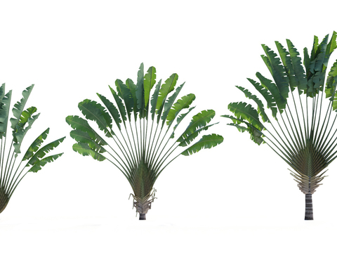 modern tropical plant traveler plantain