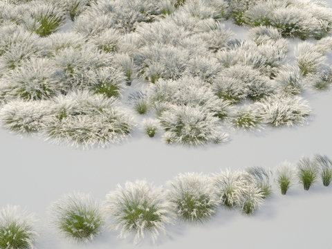 Feather grass horsetail Stipa