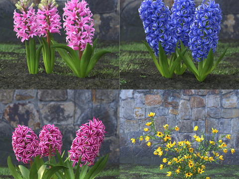 hyacinth flowers and plants