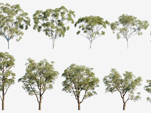 Eucalyptus Landscape Tree