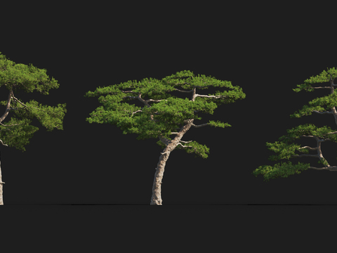 Modern Welcome Pine Landscape Tree