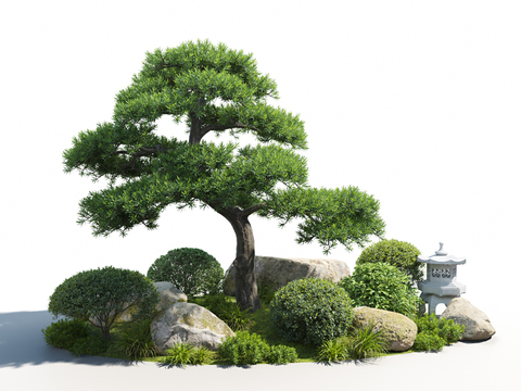 Pine Landscape Plants