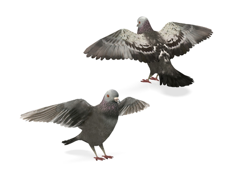 Modern pigeons