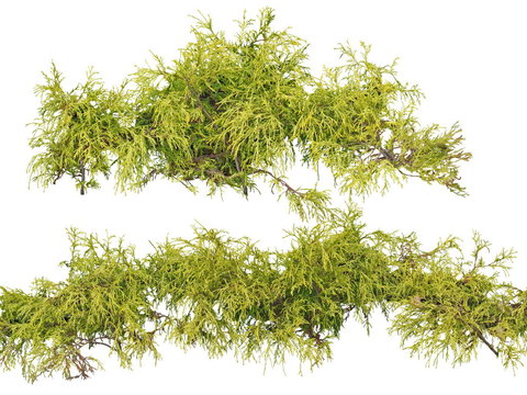 gold leaf sabana cypress shrub green plant psd