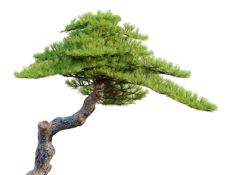 New Chinese Pine