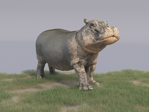 Modern Hippo